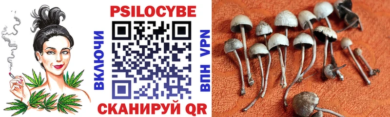 Псилоцибиновые грибы Psilocybe Якутск